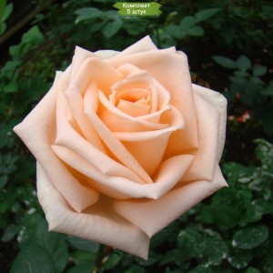 Саженцы чайно-гибридной розы Таймлесс (Timeless) -  комплект 5 шт.