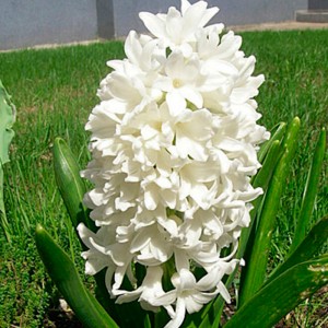 Луковица гиацинта Антарктика (Antarctica)