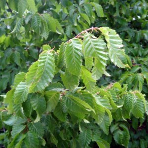 Сеянец граба Виргинского ( 10-15 см)