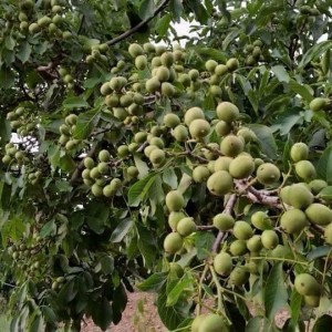 Саженец грецкого ореха Десертного