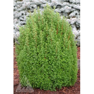 Саженец кипарисовика Туевидного 20-40 см