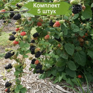 Саженцы черной ежемалины Гигант -  комплект 5 шт.