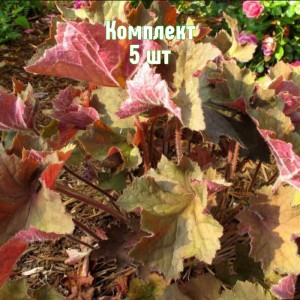 Комплект 5шт / Гейхера Биг Топ Бронз