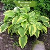 Саженцы хосты Антиох (Hosta Antioch) -  комплект 5 шт.