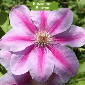 Саженцы клематиса Биз Джубили (Bees Jubilee) -  комплект 5 шт.