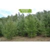 Саженцы лиственницы Европейской 100-150 см -  комплект 5 шт.