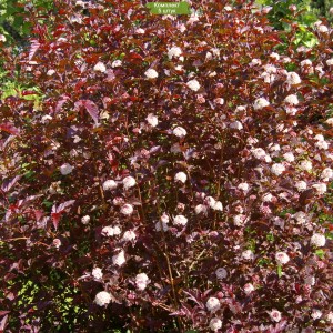 Саженцы пузыреплодника калинолистного Леди ин Ред (Lady in Red) -  комплект 5 шт.