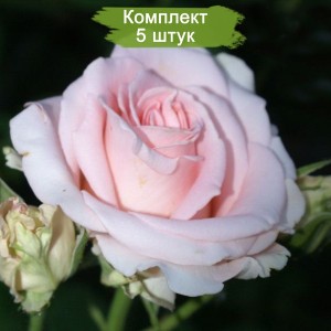 Саженцы чайно-гибридной розы Фламинго (Flamingo) -  комплект 5 шт.