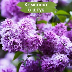 Саженцы сирени обыкновенной Сенсация (50 - 70 см.) -  комплект 5 шт.