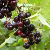 Комплект 5шт / Смородина золотистая Алтаргана
