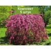 Саженцы яблони плакучей ( на штамбе) Роял Бьюти (Royal Beauty) -  комплект 5 шт.