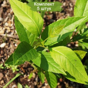 Сеянцы ясеня Обыкновенного (20 см) -  комплект 5 шт.