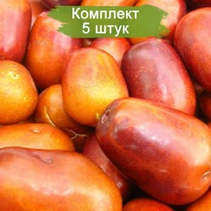 Саженцы Зизифуса (Унаби) Та-ян-цзяо -  комплект 5 шт.