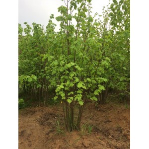 Саженец липы Мелколистной 20-40 см