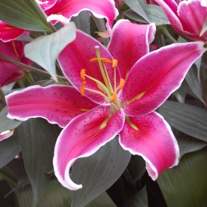 Луковица лилии Deep Impact (Воздействие ) Восточный гибрид