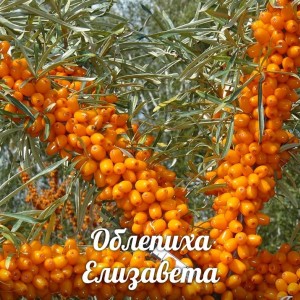 Саженец облепихи Елизавета