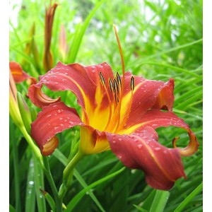 Саженец лилейника Отум Ред ( Autumn Red )