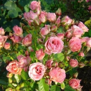 Саженец спрей розы Литл дрим (Little Dream)