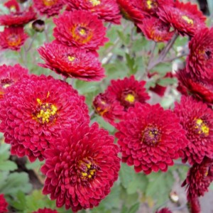 Саженец среднецветковой хризантемы Зарница (Бордовая )