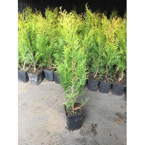 Саженец Туи Смарагд 40-60 см