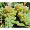 Виноград Верментино