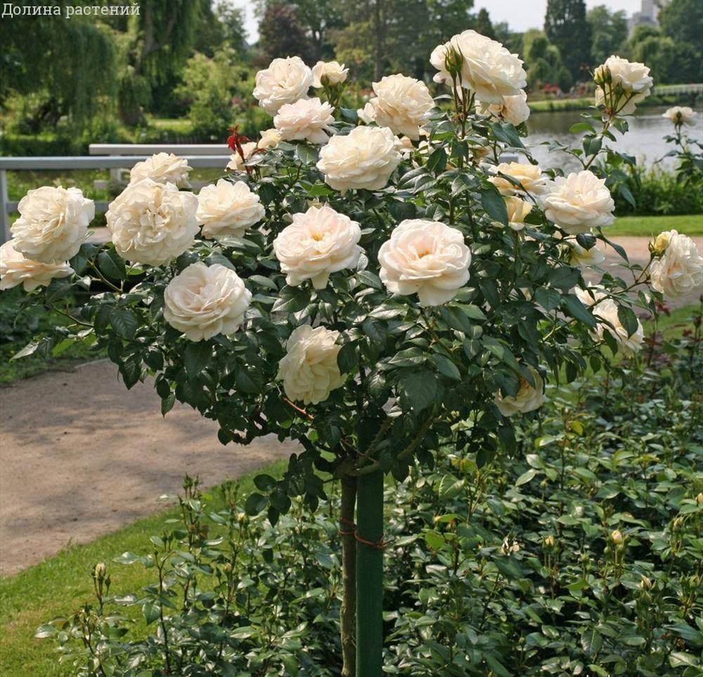 роза юбилей санкт петербурга на штамбе